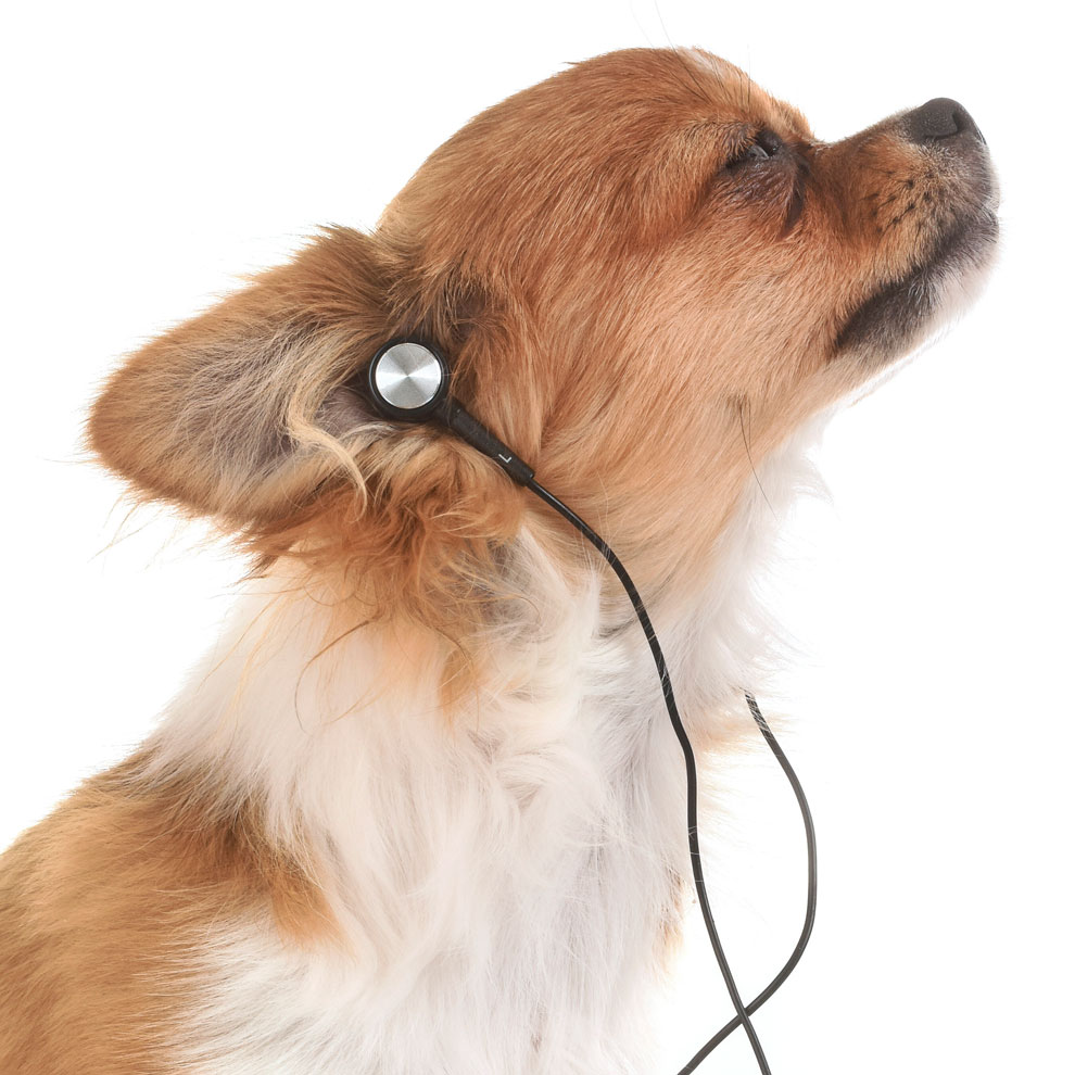 Dog-Listenong