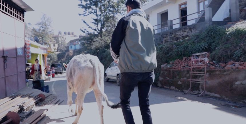 Young man walking cattle through the village