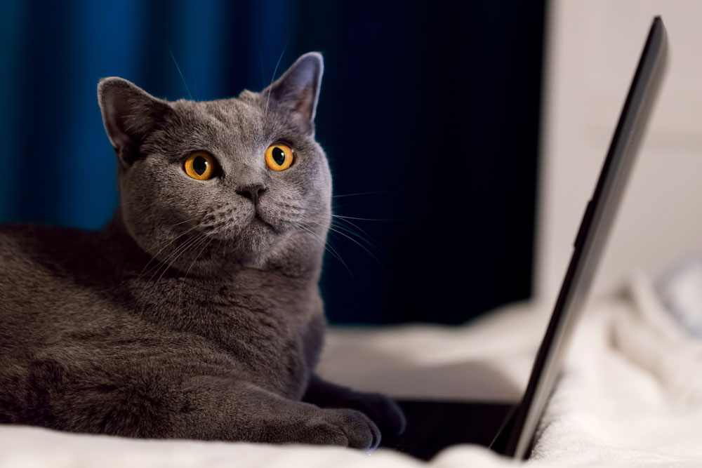 british-shorthair-cat-working-on-laptop-P8WLLHWLow