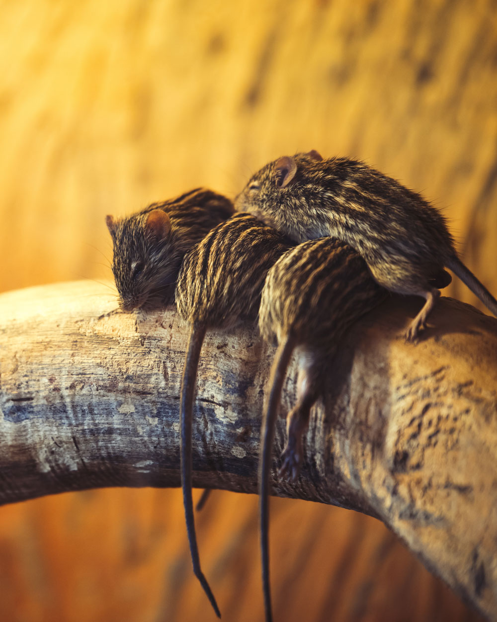 funny-lazy-mice-sleeping-together-HDKEJYLLow-1